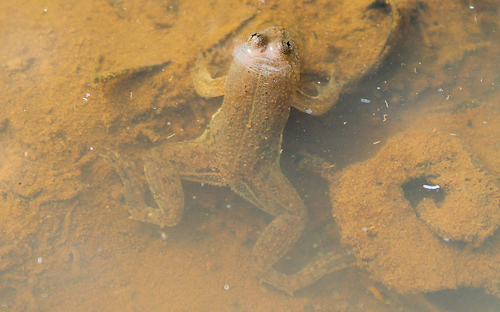 Green Puddle Frog